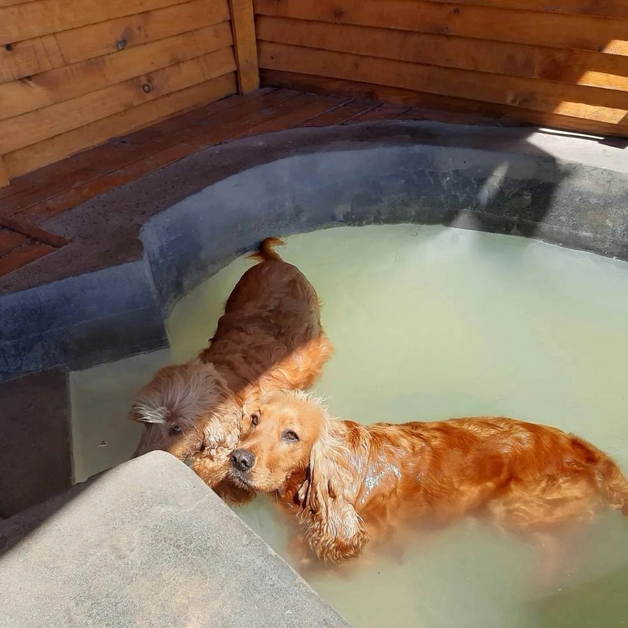 Two spaniels sitting in a hot tub